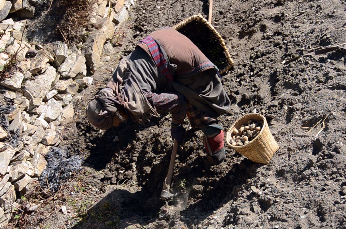 11 Digging For Potatoes In Nar Village 